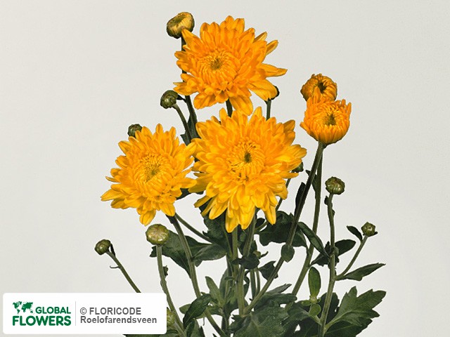 Photo Chrysanthemum (Indicum Grp) tros 'Ellen Geel'.