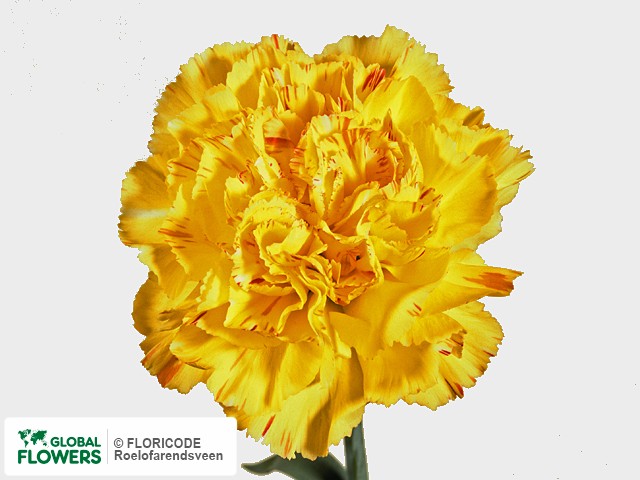 Photo Dianthus standaard Pallas.