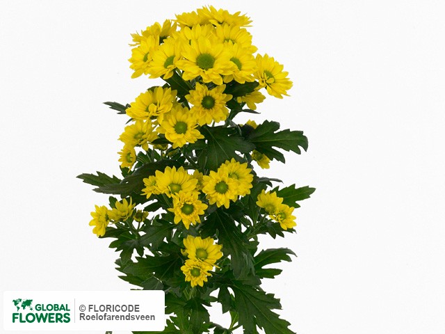 Photo Chrysanthemum (Indicum Grp) tros santini Allyellow.