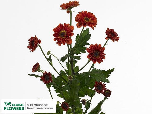 Photo Chrysanthemum (Indicum Grp) tros 'Viking Red'.