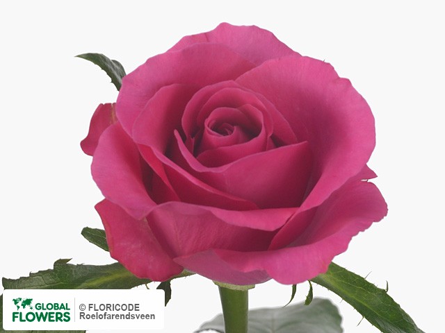 Фото вида Роза мелкоцветная "Breezer".