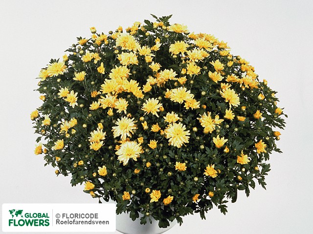 Photo Chrysanthemum (Indicum Grp) 'Draga'.