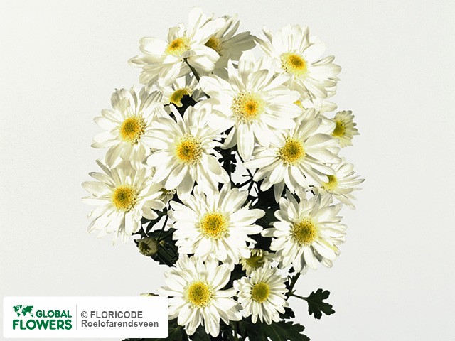 Photo Chrysanthemum (Indicum Grp) tros Bosshardt Majoor.