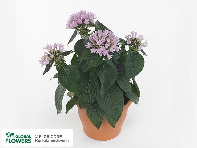 Фото вида Пентас ланцетовидный "Starcluster Lavender".