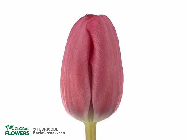 Photo Tulipa (Triumph Grp) 'Nico Vos'.