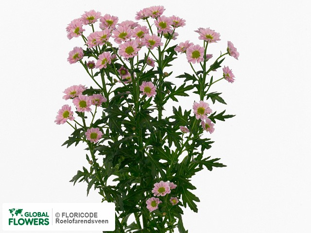 Photo Chrysanthemum (Indicum Grp) tros santini Madiba Lindi Pink.