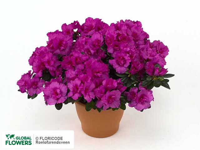 Photo Rhododendron (Simsii Grp) 'Himalaya' | Global Flowers