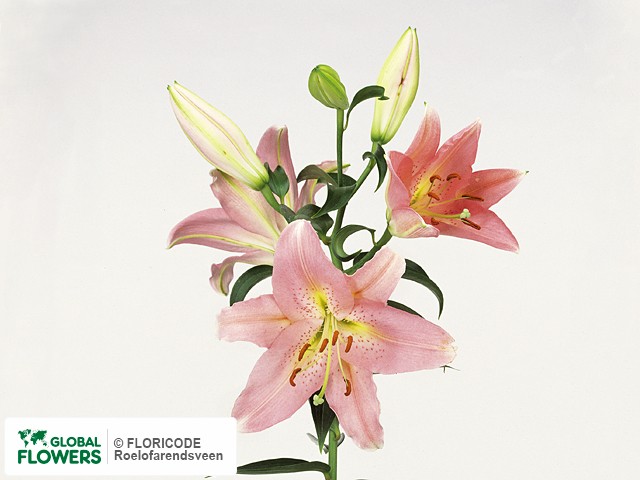 Photo Lilium (Oriental Grp) 'Lombardia'.