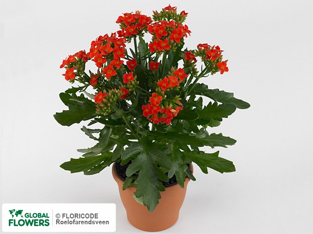 Photo Kalanchoe African Red.