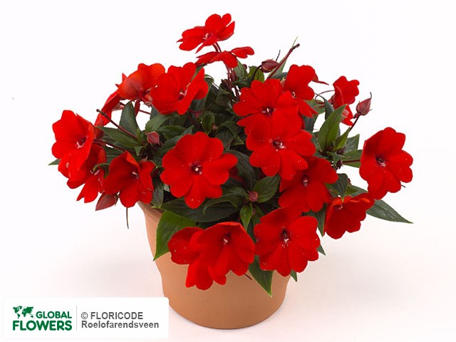 Фото вида Недотрога Новая Гвинея "Kokomo Petit Scarlet".