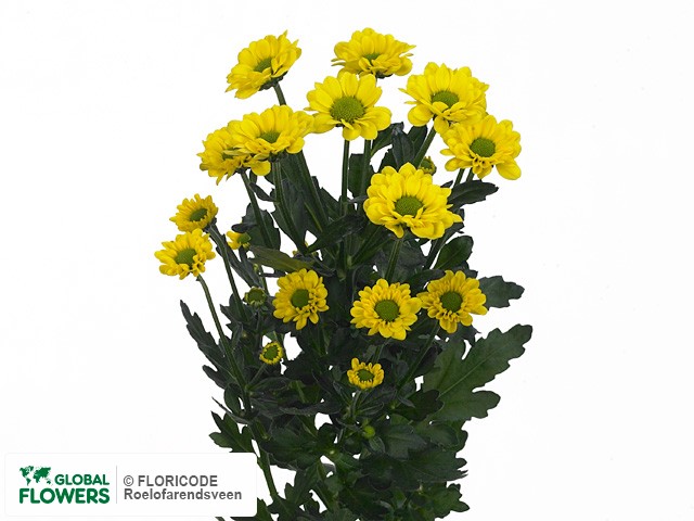 Photo Chrysanthemum (Indicum Grp) tros santini Forward.