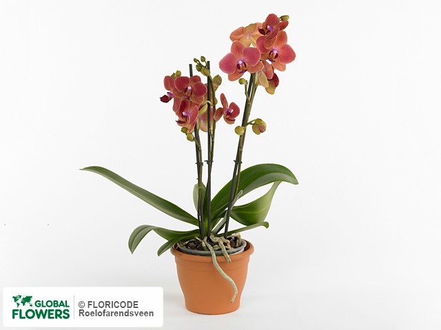 Фаленопсис "Multifloratypes Floriclone Mandarin Madness"