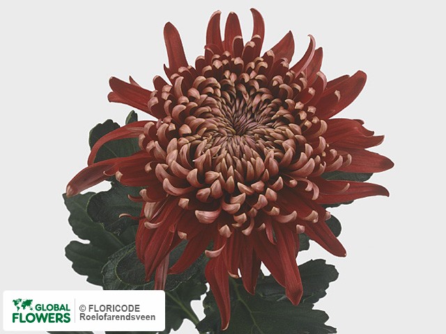 Photo Chrysanthemum (Indicum Grp) geplozen 'Regalmist Rood'.