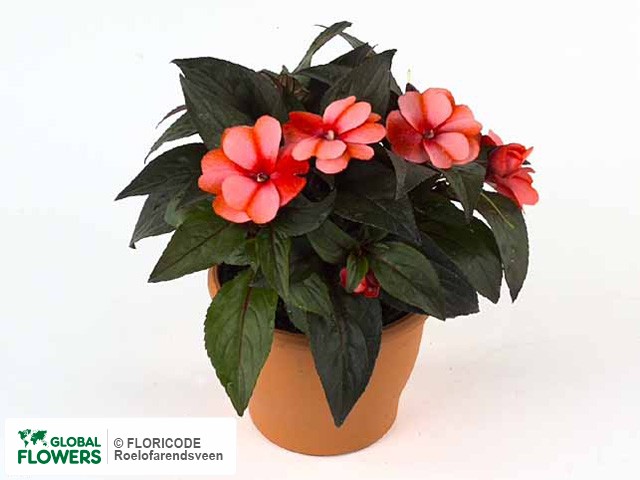 Фото вида Недотрога Новая Гвинея "Magnifico Orange Flame".