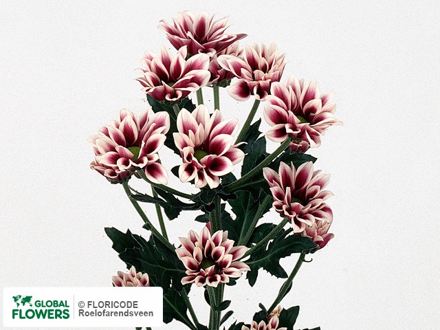 Photo Chrysanthemum (Indicum Grp) tros santini Twotone Pink.