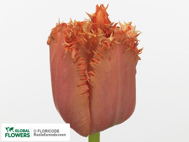 Photo Tulipa (Fringed Grp) 'Breakpoint'.