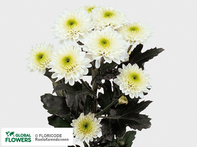 Photo Chrysanthemum (Indicum Grp) tros 'Ibis'.