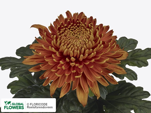 Photo Chrysanthemum (Indicum Grp) geplozen 'Lameet Brons'.