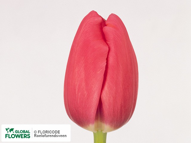 Photo Tulipa (Triumph Grp) 'Rodolfo'.