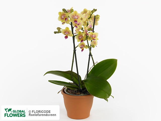 Фаленопсис "Multifloratypes Floriclone Lisa Marie"