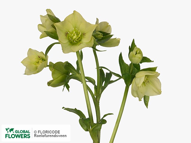 На фото Морозник восточный "Yellow Lady" Морозник восточный "Yellow Lady"
