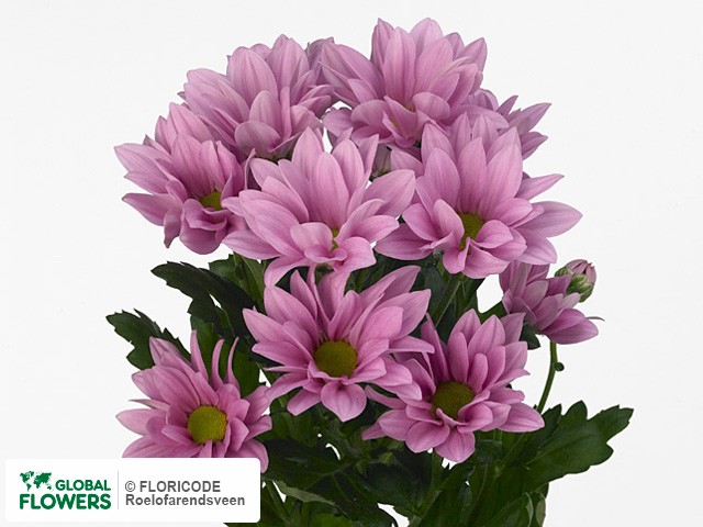 Photo Chrysanthemum (Indicum Grp) tros Samurai.