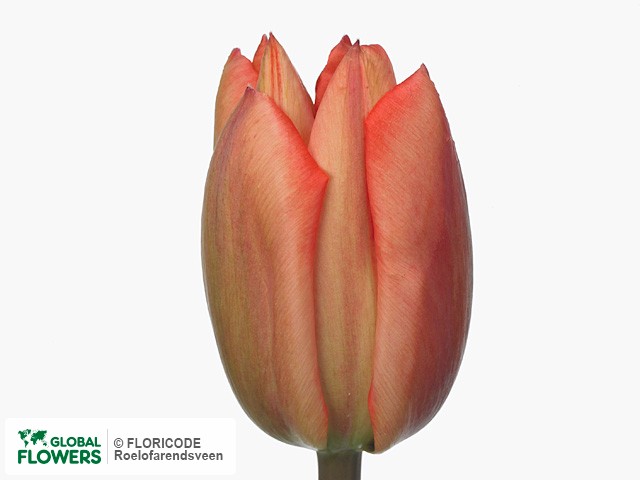 Photo Tulipa (Darwinhybrid Grp) 'Hollands Glorie'.