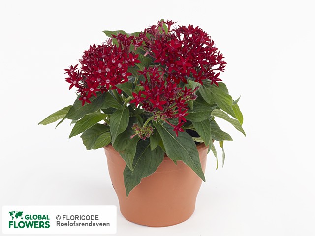 Фото вида Пентас ланцетовидный "Beebright Red".