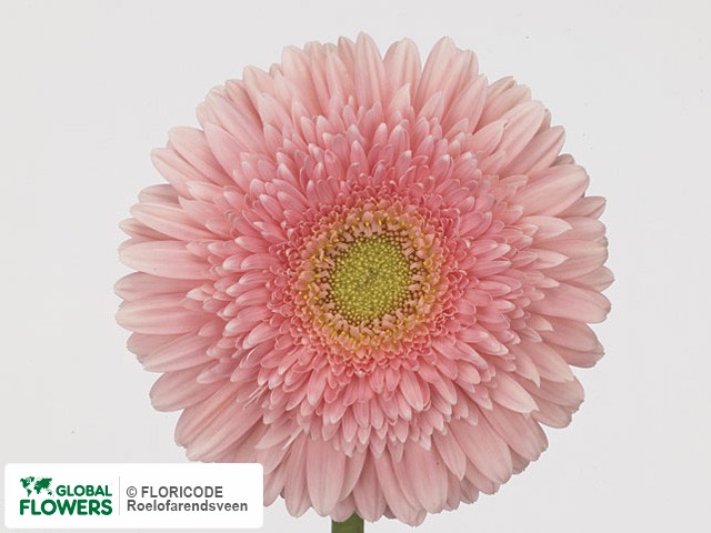 Photo Gerbera grootbloemig 'Pink Power'.