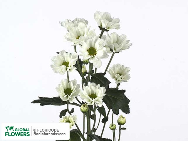 Photo Chrysanthemum (Indicum Grp) tros santini White Giant.