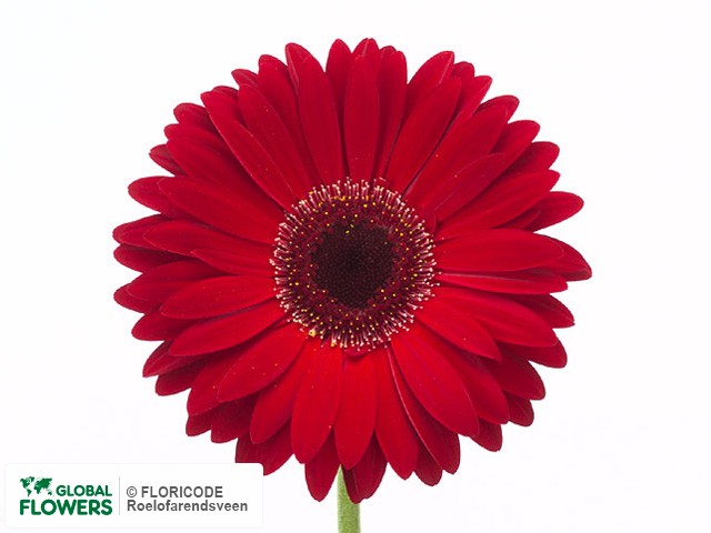 Photo Gerbera grootbloemig Scenario.