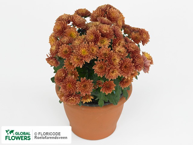 Фото вида Хризантема индийская "Paradiso Orange".