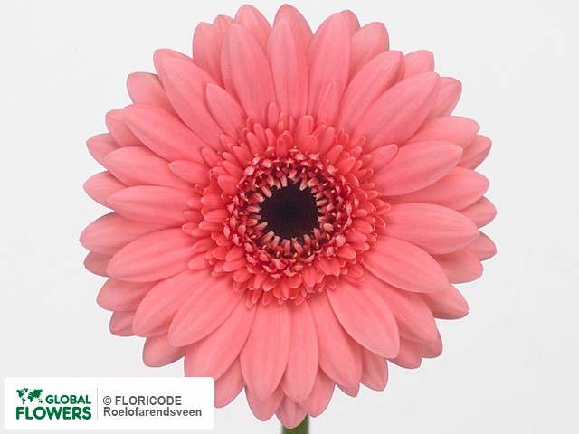 Photo Gerbera mini 'Lovin'.