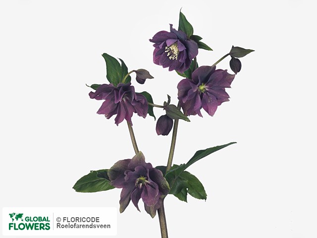 На фото Морозник восточный "Double Ellen Red" Морозник восточный "Double Ellen Red"