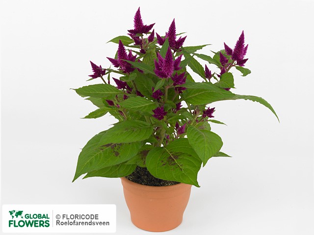 Photo Celosia spicata 'Nirwana'.