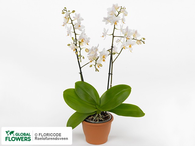 Phalaenopsis Multifloratypes Floriclone Princess Esmeralda