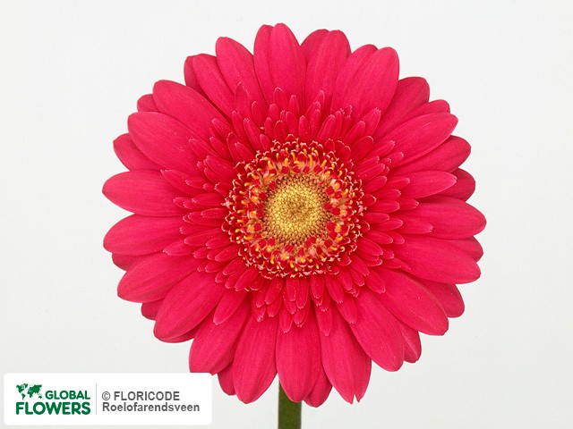 Photo Gerbera mini Lilian.