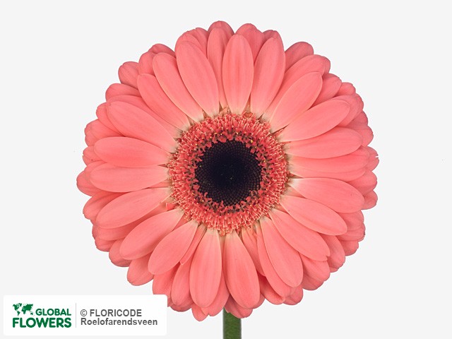 Photo Gerbera grootbloemig 'Charlize'.