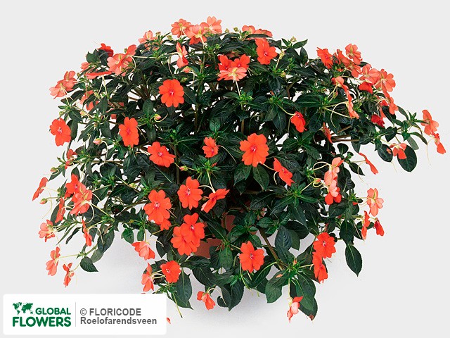 Фото вида Недотрога Уоллера "Fanfare Orange".