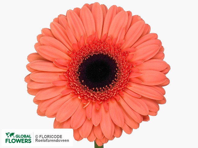 Photo Gerbera grootbloemig 'Subtile'.