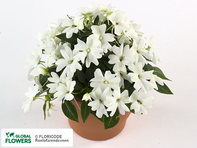 Photo Impatiens (New Guinea Grp) Kokomo Petit White.