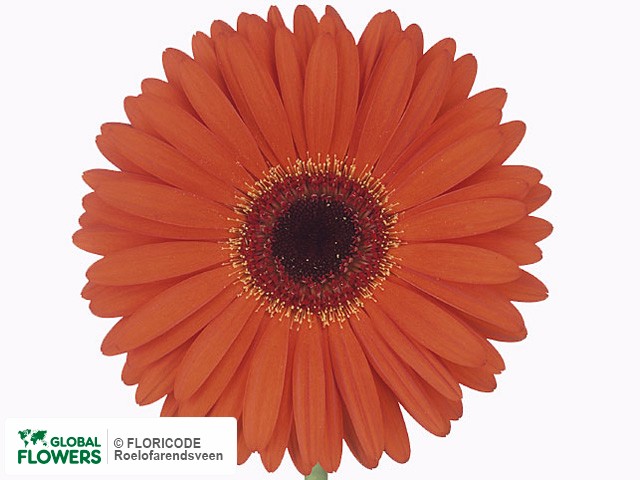 Photo Gerbera grootbloemig 'Monarch'.