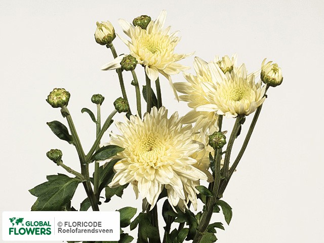 Photo Chrysanthemum (Indicum Grp) tros 'Gompie Wit'.