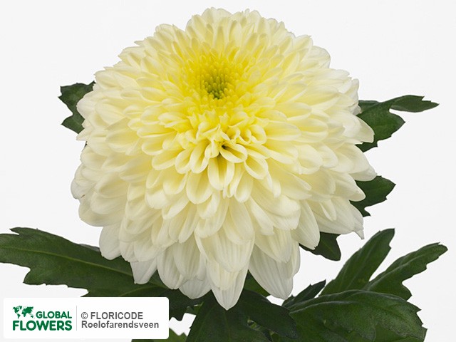 Photo Chrysanthemum (Indicum Grp) geplozen Snooker White.