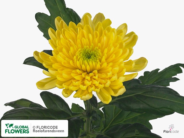 Фото вида Хризантема одноголовая "Rossano Yellow".