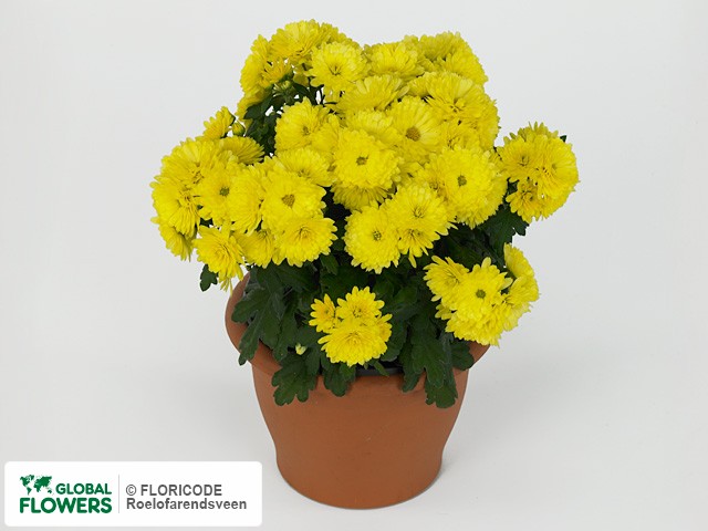 Фото вида Хризантема индийская "Paradiso Yellow".