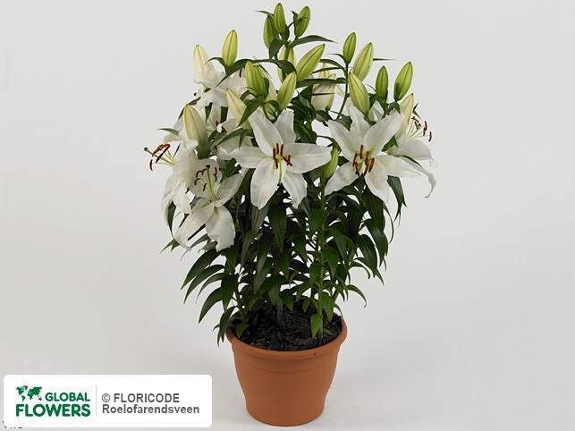 Photo Lilium (Oriental Grp) 'True Emotion' | Global Flowers