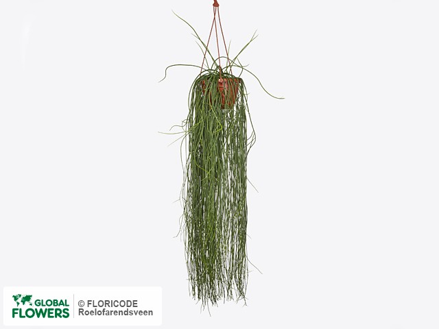 Фото вида Рипсалис "Floccosa".