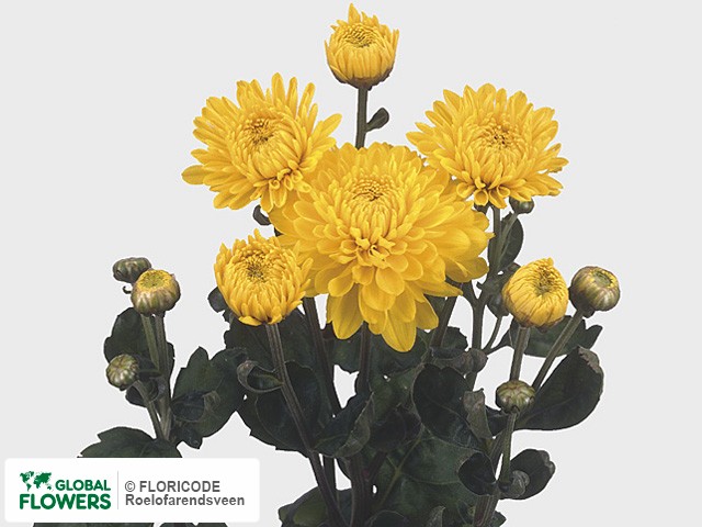 Photo Chrysanthemum (Indicum Grp) tros 'Wendy Geel'.