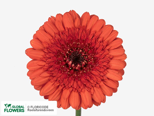 Photo Gerbera Mini Golden Brown Global Flowers 